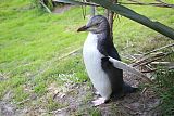 Yellow-eyed Penguin